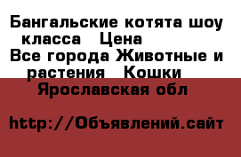 Бангальские котята шоу класса › Цена ­ 25 000 - Все города Животные и растения » Кошки   . Ярославская обл.